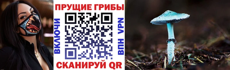 где продают   Осинники  Галлюциногенные грибы мицелий 